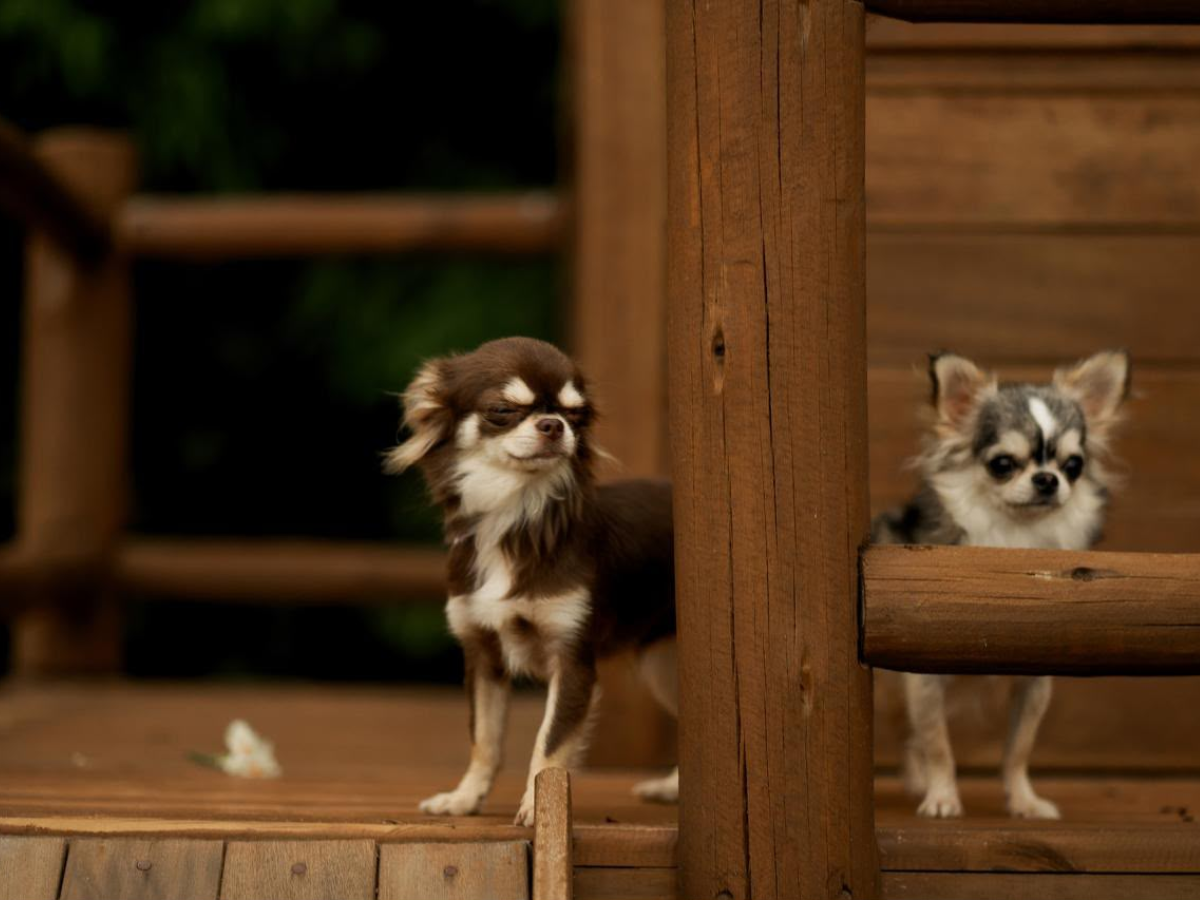 Brianna & Lamai